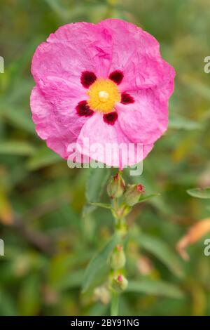 Rosa Felsenrose (Cistus creticus) Stockfoto