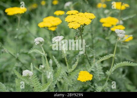 Goldplatte (Achillea filipendulina) Stockfoto