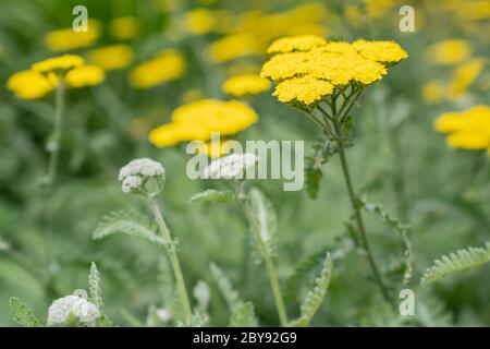 Goldplatte (Achillea filipendulina) Stockfoto