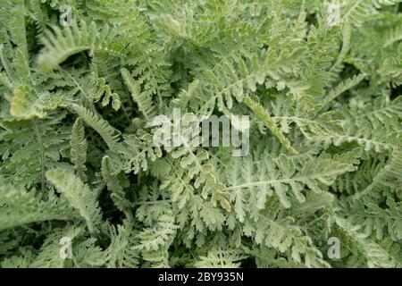 Fernleaf Schafgarbe (Achillea Filipendulina) Stockfoto