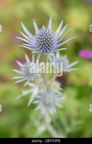 Mittelmeer-Holly oder Eryngos (Eryngium bourgatii) Stockfoto