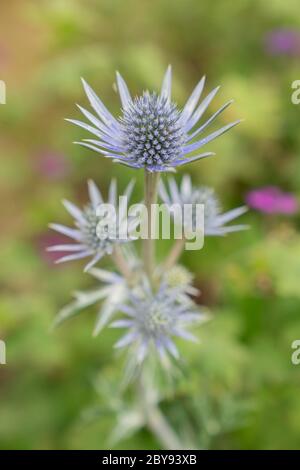 Mittelmeer-Holly oder Eryngos (Eryngium bourgatii) Stockfoto