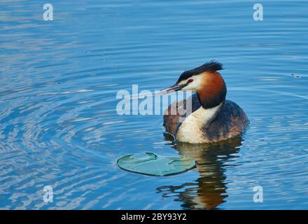 Der große Haubengrebe (Podiceps cristatus) auf einer blauen Wasseroberfläche neben einer Seerosenmatte auf einem See Stockfoto