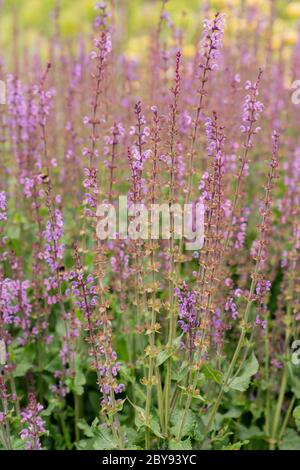 Mehrjährige Salbei auch bekannt als Wilder Salbei, Blakan Clary, Purple Wood Salbei und Woodland Salbei (Salvia nemorosa) Stockfoto