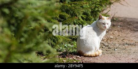 Obdachlose weiße Katze posiert am Baum Stockfoto