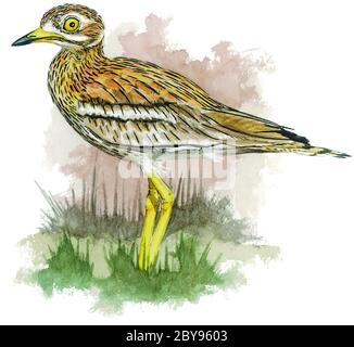 Steincurlew (Burhinus oedicnemus) steht auf dem Feld. Stockfoto