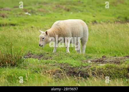 Ein Schaf, das auf einem grünen Grasfeld, Shetland Islands, Schottland, grast und steht. Stockfoto