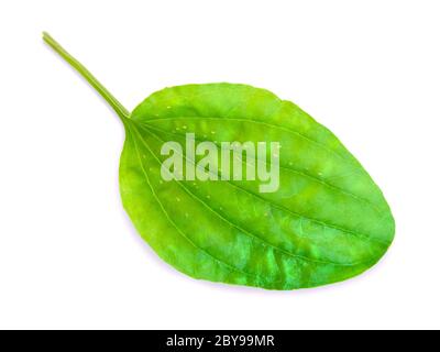 Rippenfuß Stockfoto