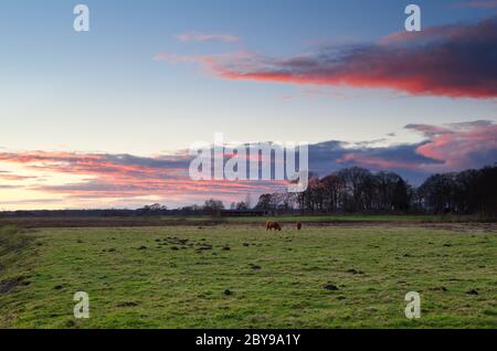 Schottisches (Highland Cattle) Vieh auf Weide Stockfoto