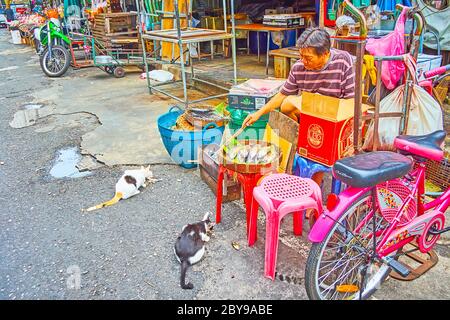 BANGKOK, THAILAND - 13. MAI 2019: Der ältere Händler von Dampfmakrelen behandelt die Wildkatzen auf der Straße des Mahanak-Obstmarktes, am 13. Mai in Bang Stockfoto