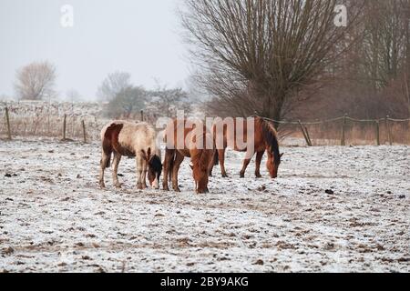 Pferde auf verschneiten Weiden Stockfoto