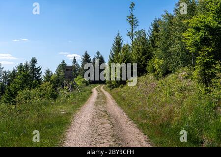 Mitten im Schwarzwald Stockfoto