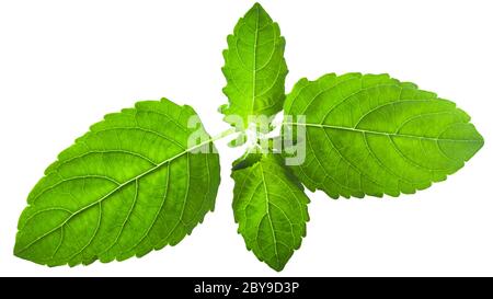 Krishna tulsi Blätter (Ocimum tenuiflorum) isoliert Stockfoto