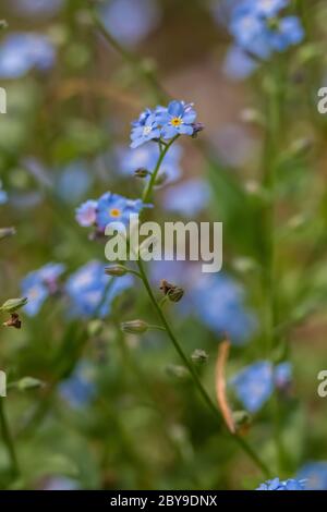 Wasser vergessen-mich-nicht, Myosotis scorpioides, eine eingeschleppte Art wild geworden und blühend in Canadian Lakes in Zentral Michigan, USA Stockfoto