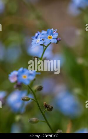 Wasser vergessen-mich-nicht, Myosotis scorpioides, eine eingeschleppte Art wild geworden und blühend in Canadian Lakes in Zentral Michigan, USA Stockfoto