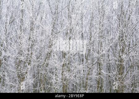 Hintergrund der Äste mit Frost bedeckt Stockfoto