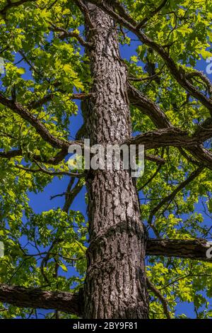 White Oak, Quercus alba, im Juni in Loda Lake Wildflower Sanctuary, Huron-Manistee National Forest, untere Peninusla von Michigan, USA Stockfoto