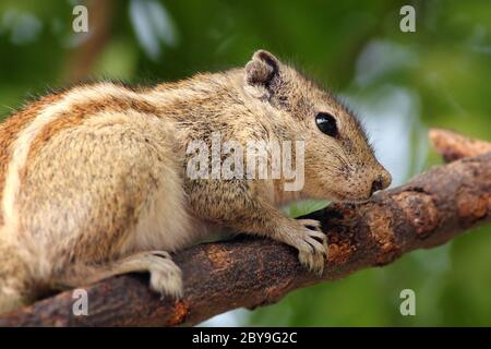 Chipmunk auf Baum Ast sitzen Stockfoto