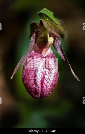 Pink Lady's Slipper, Cypripedium acaule, blüht Anfang Juni im Loda Lake Wildflower Sanctuary, Huron-Manistee National Forest in Michigan's Lower Stockfoto