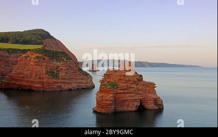 Die Meeresstapel der Ladram Bay Stockfoto