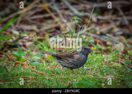 Ein Dunnock oder Heckensperling. Stockfoto
