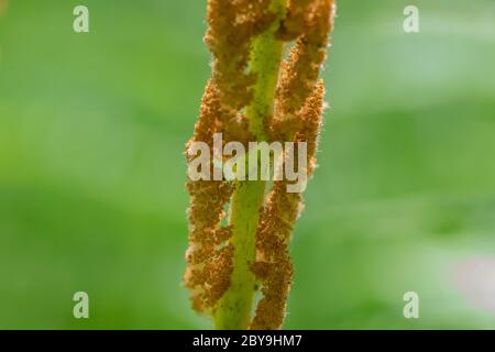 Zimt Fern, Osmundastrum cinnamomeum, fruchtbare Fruchtwedel im Juni in Loda Lake Wildflower Sanctuary, Huron-Manistee National Forest, untere Peninusla von M Stockfoto