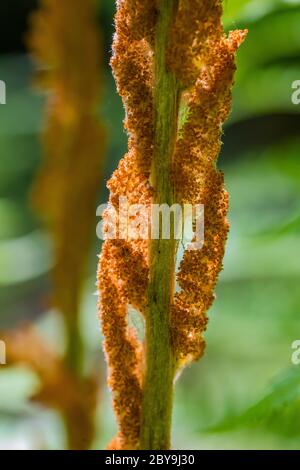 Zimt Fern, Osmundastrum cinnamomeum, fruchtbare Fruchtwedel im Juni in Loda Lake Wildflower Sanctuary, Huron-Manistee National Forest, untere Peninusla von M Stockfoto