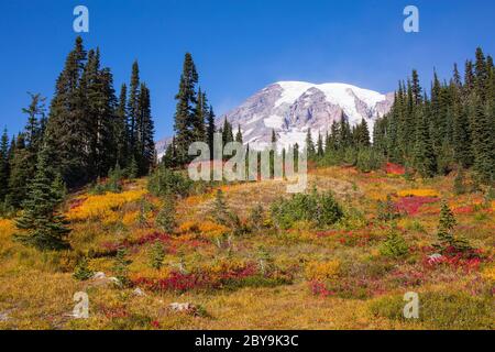 Atemberaubende Herbstfärbung am Mt. Rainier National Park im Staat Washington Stockfoto