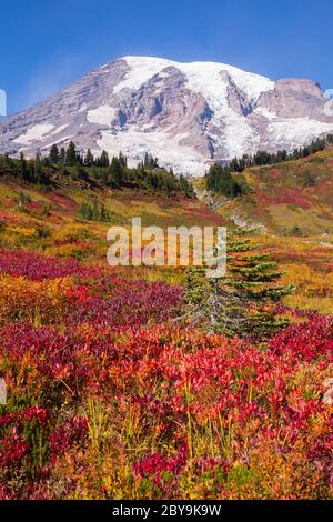 Atemberaubende Herbstfärbung am Mt. Rainier National Park im Staat Washington Stockfoto