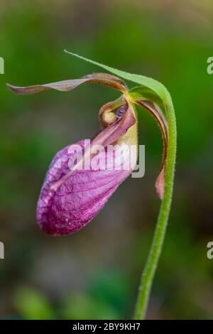 Pink Lady's Slipper, Cypripedium acaule, blüht Anfang Juni im Loda Lake Wildflower Sanctuary, Huron-Manistee National Forest in Michigan's Lower Stockfoto