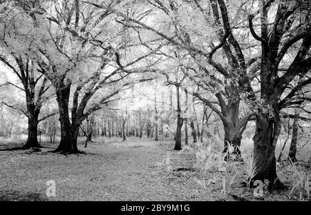Myakkahatchee Creek Environmental Park in North Port Florida in den Vereinigten Staaten Stockfoto