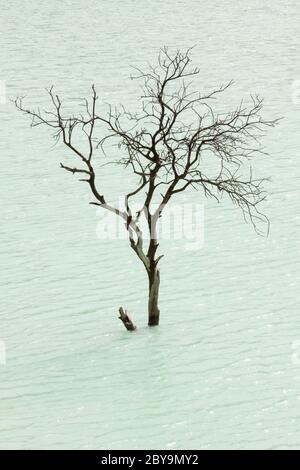 Isolierter Baum am Kawah Putih Vulkanasee, in der Nähe von Bandung, Indonesien. Es ist ein schwefelhaltiges See, der in einem Vulkankrater in der bergigen Gegend von Ciwide liegt Stockfoto