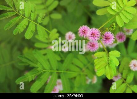 Mimosa pudica Pflanze mit rosa Blume in Blüte. Bei Berührung reagiert dieses empfindliche Blatt auf Reize und bewirkt, dass sich die Blätter schließen. Stockfoto