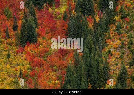 Atemberaubende, farbenfrohe Herbstfärbung am Mt. Rainier National Park im Staat Washington Stockfoto