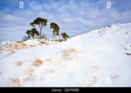 Verschneite Dünen und Kiefern über blauem Himmel Stockfoto