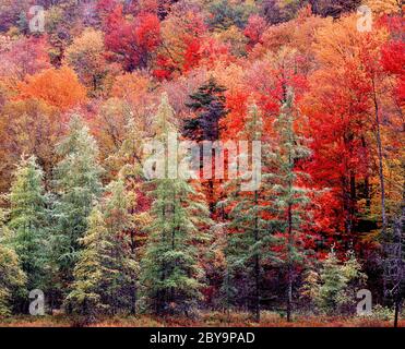 Herbstfärbung in den Adirondack Mountains im Bundesstaat New York Stockfoto