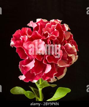 Die rote Doppelpetunie auf schwarzem Hintergrund. Blume mit grünem Blatt im Frühling Länge der Zeit Stockfoto