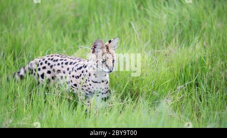 Eine Servalkatze im Grasland der Savanne in Kenia Stockfoto