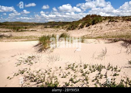 Sanddünen in Zandvoort aan Zee Stockfoto