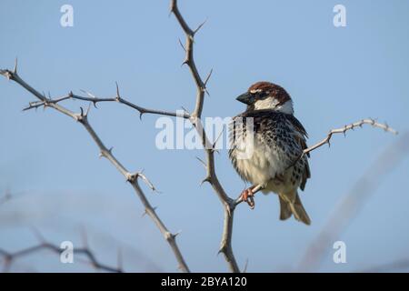 Spanische Sparrow - Passer hispaniolensis, brauner kleiner Barschvogel aus südeuropäischen Büschen und Wiesen, Insel Pag, Kroatien. Stockfoto