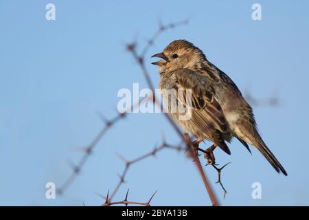 Spanische Sparrow - Passer hispaniolensis, brauner kleiner Barschvogel aus südeuropäischen Büschen und Wiesen, Insel Pag, Kroatien. Stockfoto