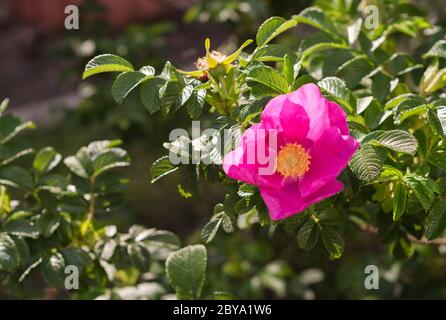 Rosa Hagebutte Blume in der Sonne Stockfoto