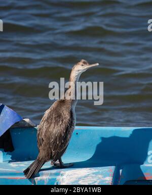 cormoran Entspannen auf einem Holzpfahl in einem Teich im Süden Sardiniens Stockfoto