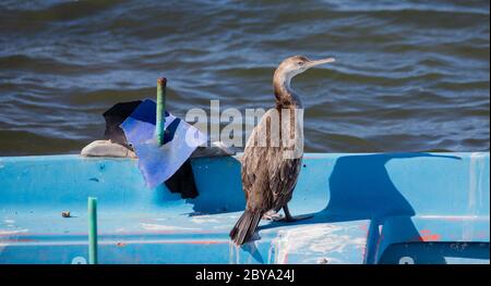 cormoran Entspannen auf einem Holzpfahl in einem Teich im Süden Sardiniens Stockfoto