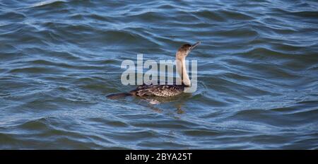 cormoran Entspannen auf einem Holzpfahl in einem Teich im Süden Sardiniens Stockfoto