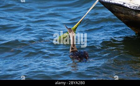 cormoran Entspannen auf einem Holzpfahl in einem Teich im Süden Sardiniens Stockfoto