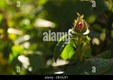 Ungeöffnete rote Rosenblüte 2 Stockfoto