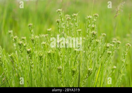 Junge Schafgarbe im Frühjahr Stockfoto