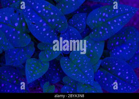 Hosta-Werk. Grüne Blätter. Natürlicher grüner Hintergrund. Große große Blätter einer Gartenpflanze. Stockfoto