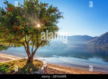 Nebel am frühen Morgen am Strand mit Meer und Bergblick. Kotor Bucht. Montenegro Stockfoto